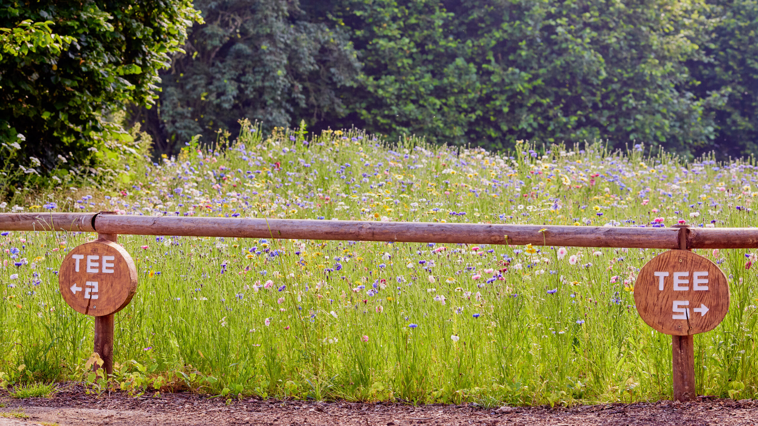 golfplatz-wegweiser-am-holzgatter-vor-bluehender-blumenwiese